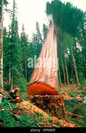 Old Growth Kahlschlag, einen 8 ft Douglasie werden von Dritten Generation Logger, Robin Cochran gefallen. Stockfoto