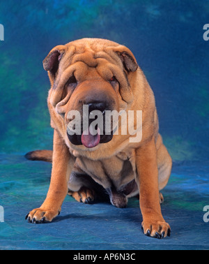 Das Shar Pei Hundeportrait Stockfoto