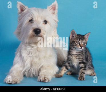 West Highland Terrier Tabby Kitten Stockfoto