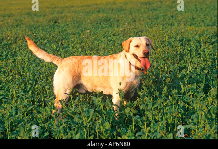 Gelber Labrador arbeiten Stockfoto