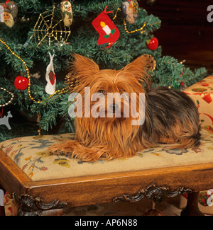 Yorkshire Terrier in Weihnachten Einstellung Stockfoto
