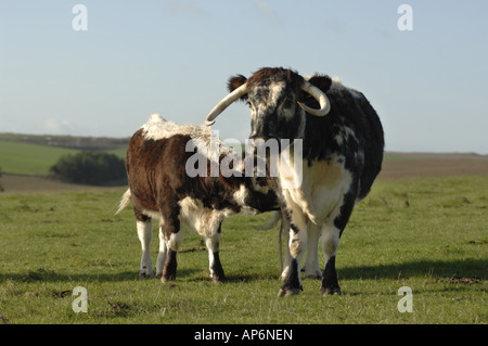 Longhorn-Rinder am Pfarrhaus sich National Nature Reserve Wiltshire England Stockfoto