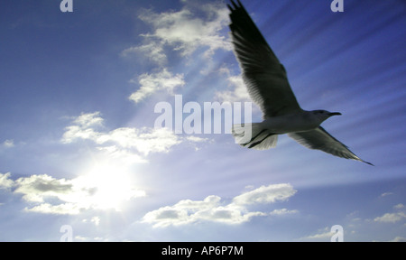 Vogel Flügel schweben über den Wolken & Sunburst mit Lichtstrahlen erhebend Lebensgeister Stockfoto