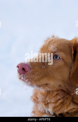 Nova Scotia Duck Tolling Retriever Stockfoto
