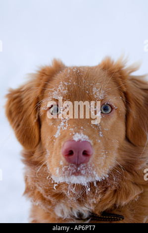 Nova Scotia Duck Tolling Retriever Stockfoto