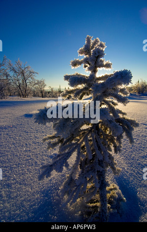 Schneebedeckter Fichte Stockfoto
