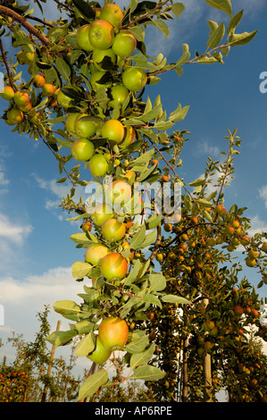 Die Zweige eines Apfelbaums im Spätsommer mit voller Reife Frucht, umrahmt von einem blauen Himmel. Stockfoto