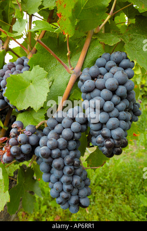 Reifen schwarzen Trauben in einem Schweizer Weinberg Stockfoto