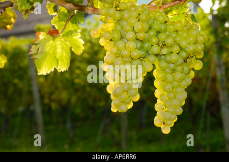 Weiße Trauben heranreifen. Stockfoto