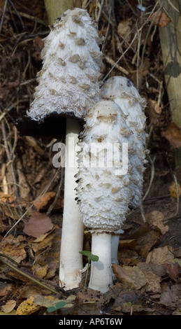 Pilze;  (Coprinus Comatus) Shaggy; Tinte; Kappe Stockfoto