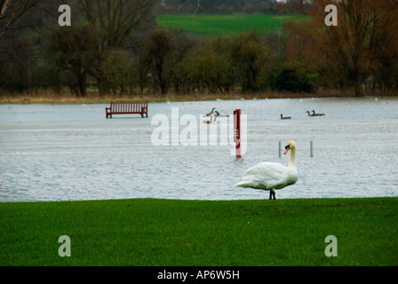 Ein Höckerschwan stand neben einer überfluteten Fluss Wiese Fluss Themse Abingdon Oxfordshire Stockfoto