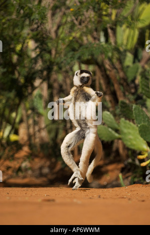 Verreaux Sifaka Hinterbeinen auf dem Boden bewegt oder tanzen, Propithecus Verreauxi Berenty private reserve, Madagaskar Stockfoto