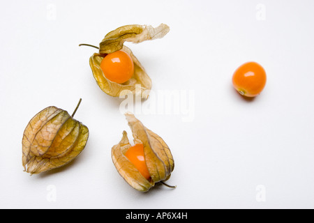 Physalis Stockfoto