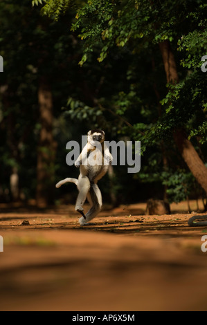 Verreaux Sifaka Hinterbeinen auf dem Boden bewegt oder tanzen, Propithecus Verreauxi Berenty private reserve, Madagaskar Stockfoto