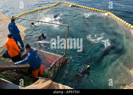 Fang der Blauflossen-Thunfische in Aquakultur Käfigen Cesme Türkei Stockfoto