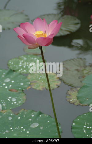 Lotusblume Nelumbo Nucifera in Bali Teich Stockfoto