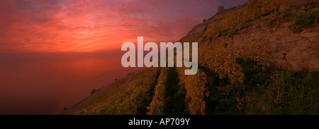 Sonnenuntergang über dem Weinberg im Welterbegebiet Lavaux, Schweiz Stockfoto