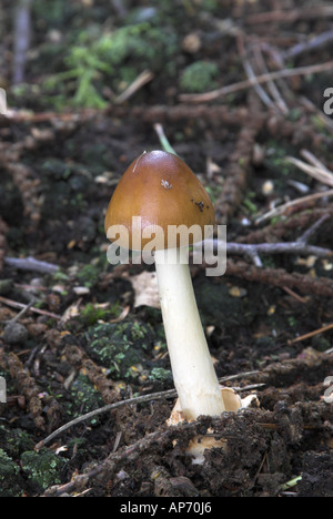 Pilze Tawny Grisette Amanita Fulva wächst in feuchten schattigen Wald Norfolk Uk September Stockfoto