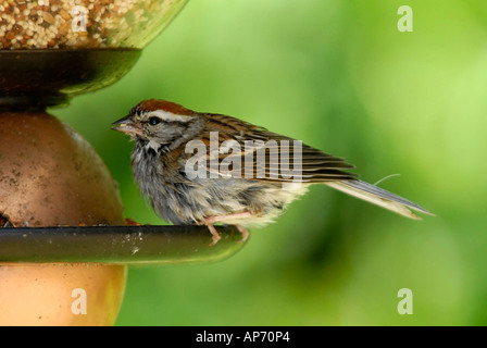 Sparrow Vogel Fütterung auf ein Futterhäuschen für Vögel zwitschern Stockfoto