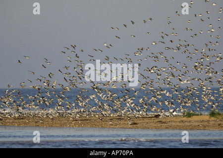 Knoten Calidris Canutus große Herde aussteigen auf Flut Roost waschen Norfolk UK September Stockfoto