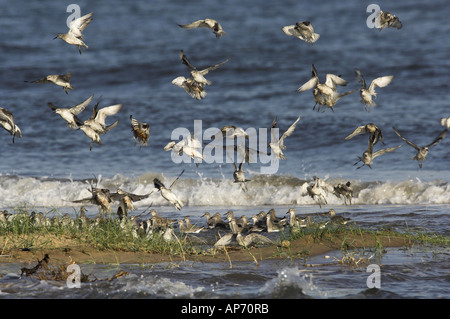 Knoten Calidris Canutus Herde aussteigen auf Flut Roost waschen Norfolk UK September Stockfoto