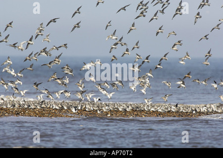 Knoten Calidris Canutus Herde aussteigen auf Flut Roost waschen Norfolk UK September Stockfoto