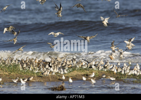 Watvögel gemischte Herde einschließlich Knoten Stockfoto