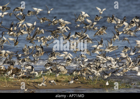 Watvögel gemischte Herde einschließlich Knoten Stockfoto