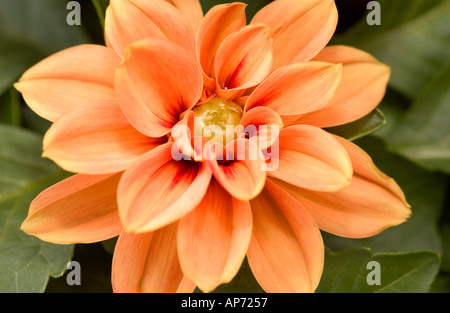 Dahlie Orange Stockfoto