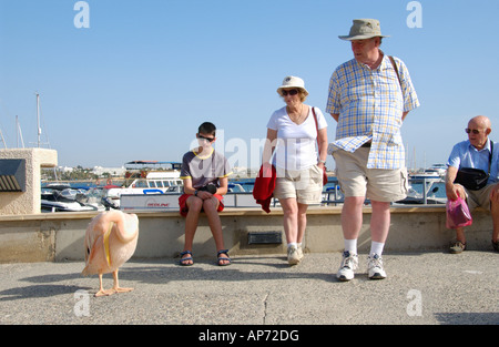 Touristen auf der Suche auf rosa Pelikan am Hafen in Pafos auf der östlichen Mittelmeer Insel Zypern EU Stockfoto