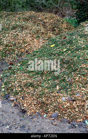 Abgebrochenen Baum beschneiden werden zum Mulchen unter etablierten Sträucher und krautige Pflanzen verwendet Stockfoto