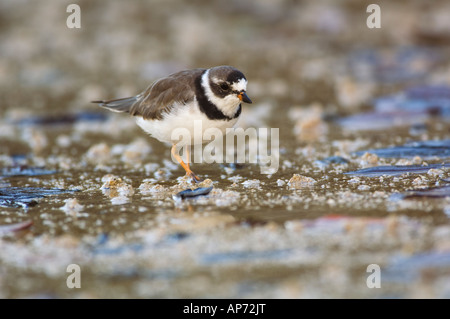 Halb palmated Regenpfeifer Charadrius Semipalmatus Nationalpark Santa Cruz Galapagos Ecuador Stockfoto