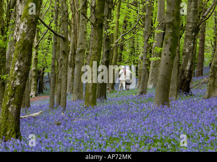 Ein Paar, das in einem Buchenholz mit Teppich und Bluebells geht Bäume mit hellgrünen neuen Blättern Stockfoto