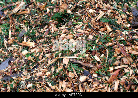 Abgebrochenen Baum beschneiden werden zum Mulchen unter etablierten Sträucher und krautige Pflanzen verwendet Stockfoto