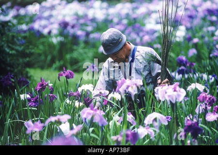 Irisgarten an Meiji-Schrein in Tokio Stockfoto