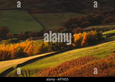 Farndale in North York Moors National Park Stockfoto