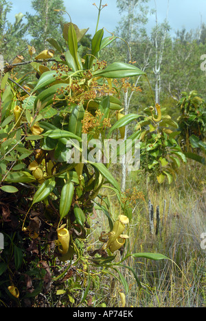 Nepenthes Madagascarensis, fleischfressende Kannenpflanze Palmarium Private Reserve, Pangalanes, See Ampitabe östlichen Madagaskars Stockfoto