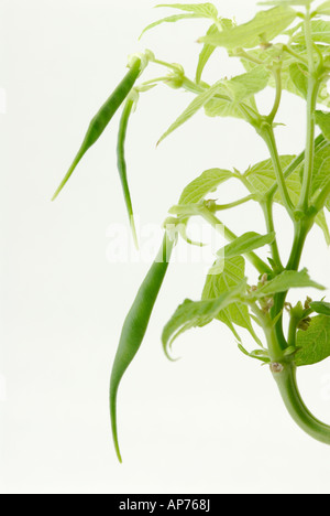 Bohne Hülsen auf einem Busch-Bohne oder häufige Bohne Pflanze Phaseolus vulgaris Stockfoto
