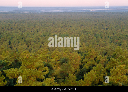 Sonnenaufgang über Kiefernwald Pinelands National Reserve New Jersey Pine Barrens, erhöhte Ansicht leicht Stockfoto