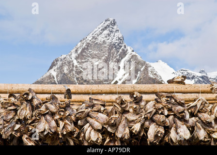 Kabeljau Stockfisch Köpfe hängen hölzerne Trockengestelle mit Berggipfel im Hintergrund Lofoten Inseln Norwegen Stockfoto