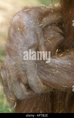 Orang-Utans Pongo Pygmaeus überquerte Hände möglicherweise ein Zeichen für seine Spezies Verletzlichkeit Stockfoto