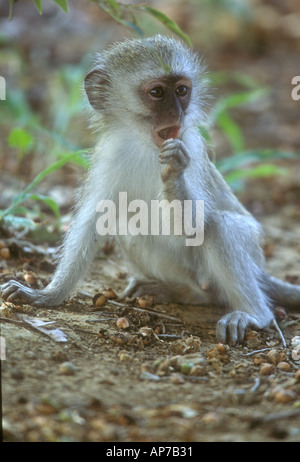 Baby Vervet Affen führen Aethiops kratzen sein Kinn tief in Gedanken Stockfoto