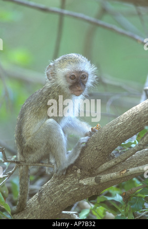 Junge Vervet Affen führen Aethiops thront auf einem Ast, beobachten die Welt gehen Stockfoto