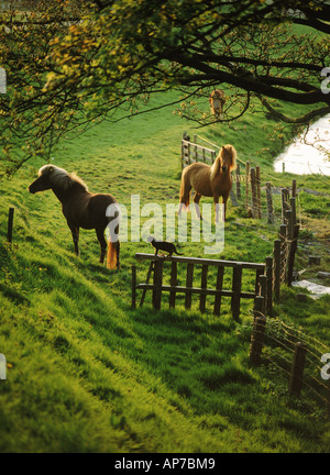 Katze auf hölzernen Zaun in der Nähe von Shetland-Ponys auf Bauernhof in Holland Stockfoto