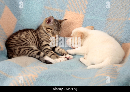 junge Kätzchen und junge Welpe schlafend auf einer Decke neben einander Stockfoto