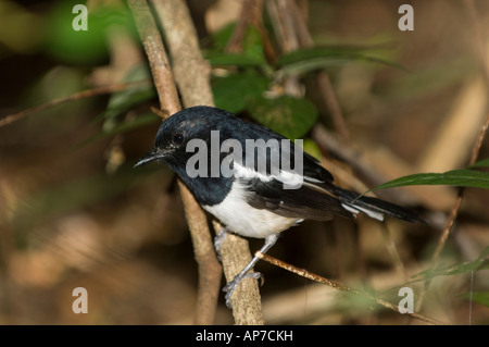 Madagaskar Magpie Robin, Copsychus Albospecularis, Ankarana spezielle Reserve, Madagaskar Stockfoto