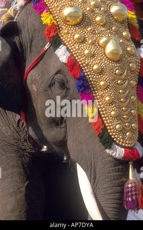 einer der 100 reich geschmückten Elefanten beim jährlichen Festival Pooram gehalten im April/Mai in Kerala Stockfoto