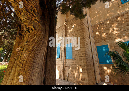 Frühjahr die Galiläa Zypresse im Garten in Mazraa in der Nähe von Nahariya Bahai Stockfoto