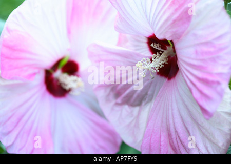 Hibiskus Luna "Rosa Swirl" hautnah Stockfoto