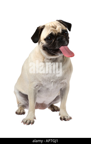 Mops mit Zunge heraus Stockfoto